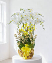 Lan hồ điệp - Elegance orchid - 13397