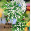 Hoa Viếng - Hoa Chia Buồn V2